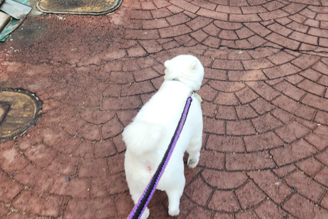 Seúl: Servicios de un lugareño por un día (Trámites/Tour/Diversión)