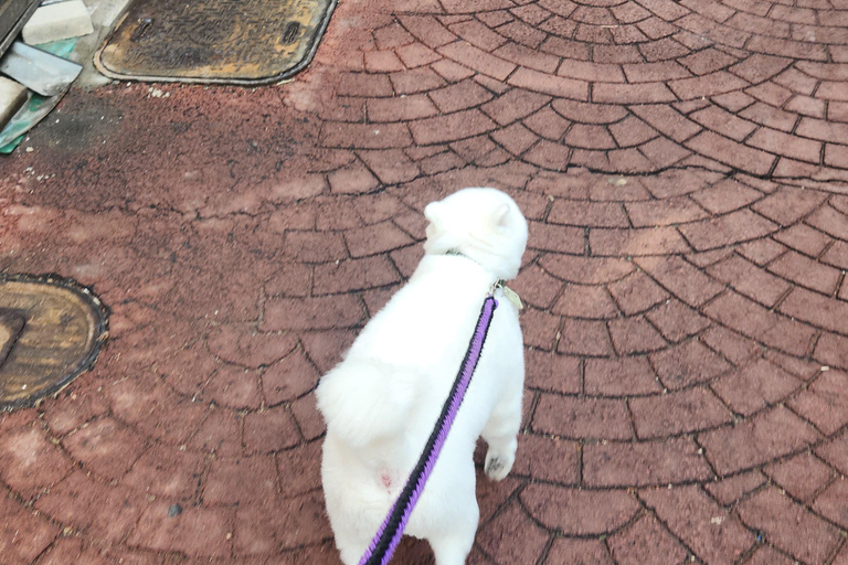 Seúl: Servicios de un lugareño por un día (Trámites/Tour/Diversión)