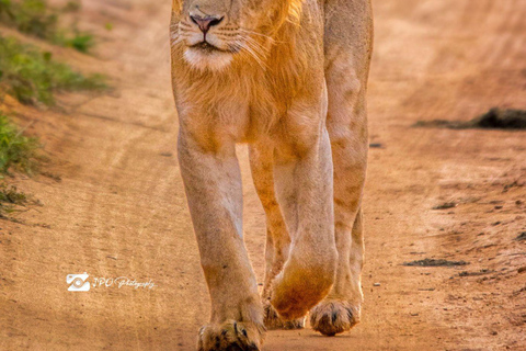 Uganda: 7-Day Wildlife & Primate Safari Adventure