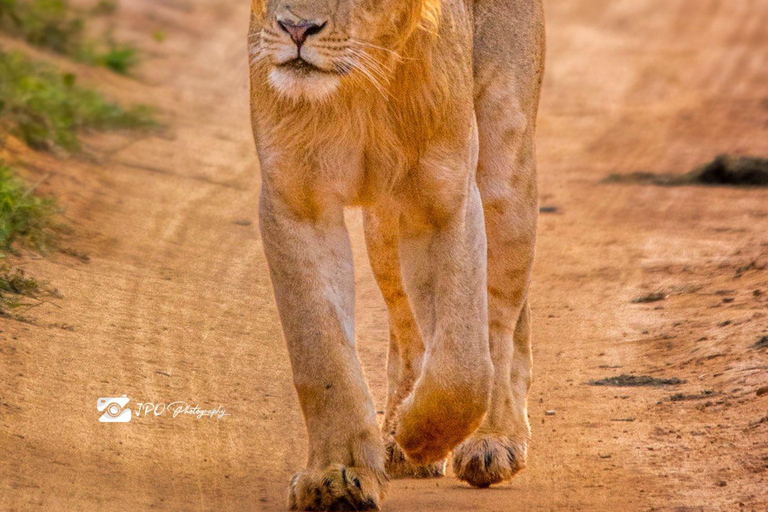 Uganda: 7-Day Wildlife & Primate Safari Adventure