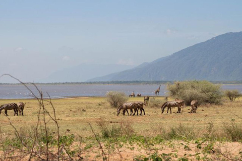 Arusha: Day Trip to Arusha National Park