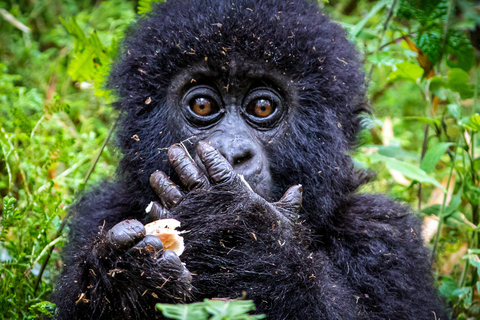 1-DAAGSE GORILLATREKTOCHT IN RWANDA