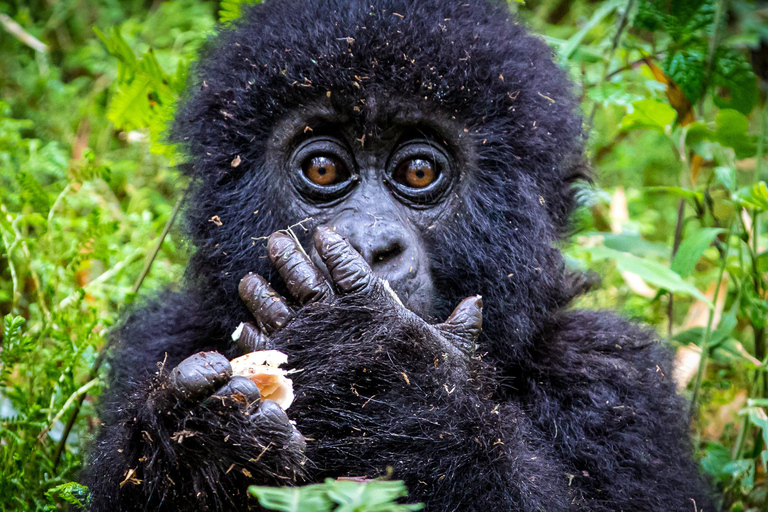 1-DAGS GORILLATREKKING I RWANDA