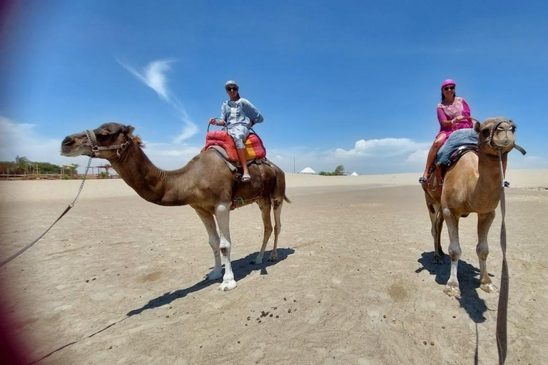 Lima: Ica Camel ride + Huacachina + "Adventure in the Desert" pool Lima: Ica Camel Ride + Huacachina + Swimming Pool "Adventure in the Desert"