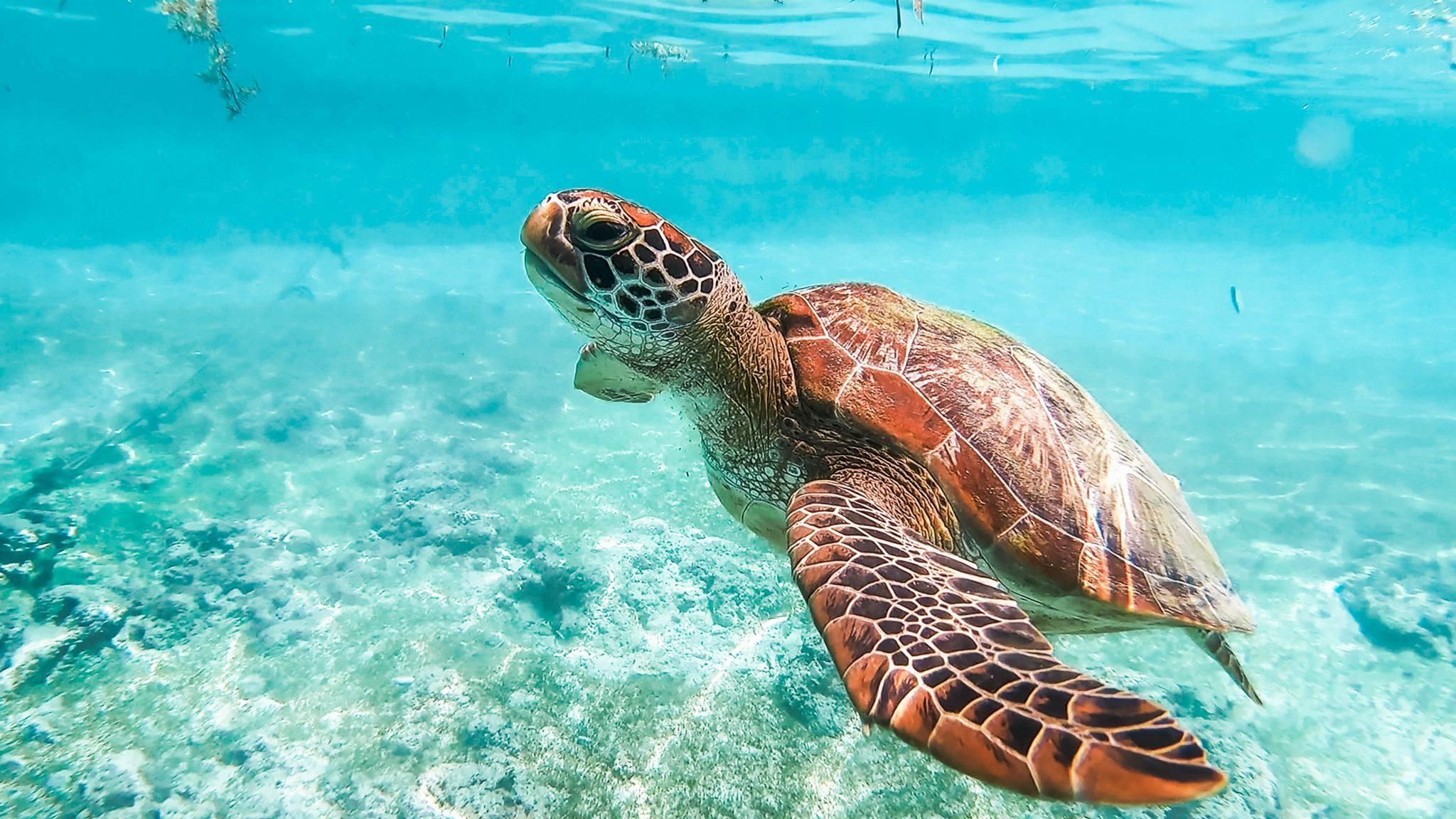 Cebu: Walhai-, Affenreservat- und Moalboal-Schildkröten-Tour