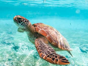 Cebu : excursion pour observer les requins baleines, le sanctuaire des singes et les tortues de Moalboal
