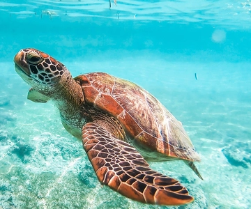 Cebu: Oslob Whale Shark, Monkey & Moalboal Turtle Adventure