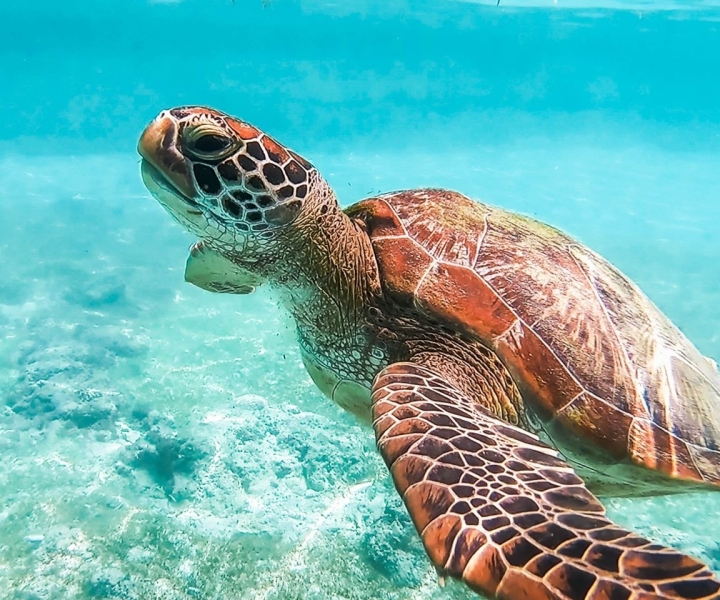 Cebu: Sardinjakt i Moalboal och snorklingsäventyr med sköldpaddor