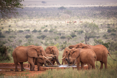 Nairobi: Karen Blixen, Elephant Orphanage & Giraffe Center