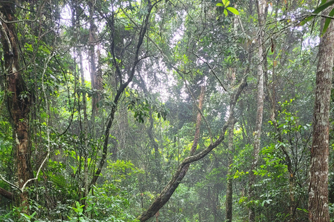 JUATINGA: 4-tägige Tour ATLANTISCHER WALD und STRÄNDE - PARATY - RIO DE JANEIRO