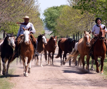 Buenos Aires: Tour guidato di un giorno con i gaucho in un ranch