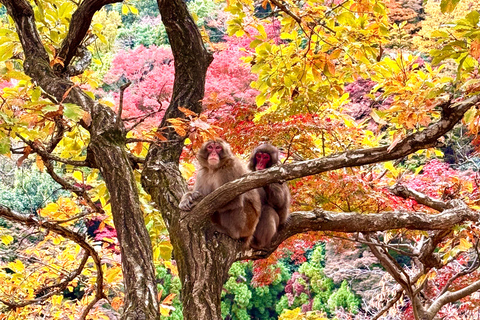 Kyoto: Vollständig anpassbare Halbtagestour durch die alte HauptstadtKyoto: Vollständig anpassbare Halbtagestour in der alten Hauptstadt