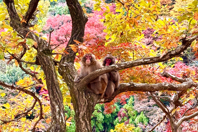 Kyoto: Vollständig anpassbare Halbtagestour durch die alte HauptstadtKyoto: Vollständig anpassbare Halbtagestour in der alten Hauptstadt