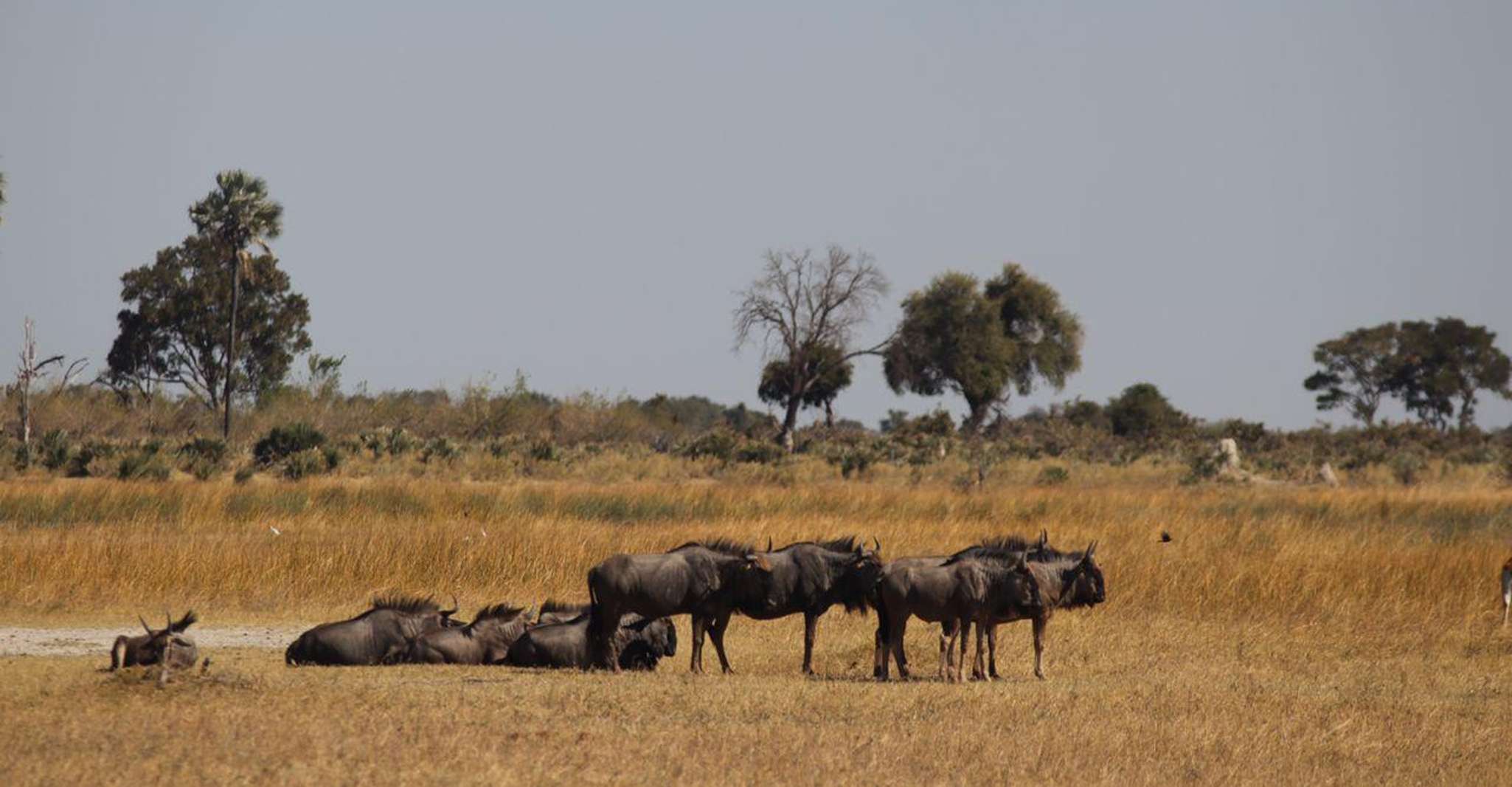 Okavango Delta Day Trip - Housity