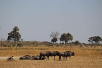 Okavango Delta Day Trip - Housity