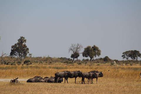 Excursión de un día al Delta del Okavango