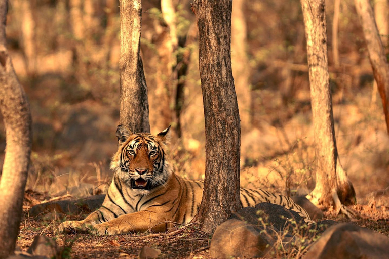 Von Jaipur aus: 1 Tagestour zum Ranthambore Tiger Reserve