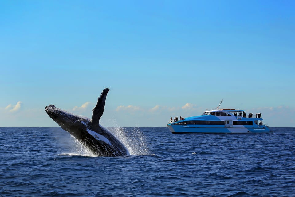 Sydney: Whale Watching Cruise | GetYourGuide