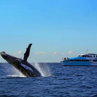Sydney: Whale Watching Cruise