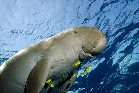 Coron: Dugong and Sea Turtle Watching with Lunch