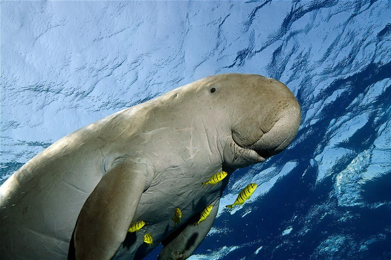 Coron: Dugong and Sea Turtle Watching with Lunch