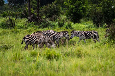From Zanzibar: Mikumi Safari Day Trip with Flights and Lunch Mikumi Shared Safari without hotel transfer