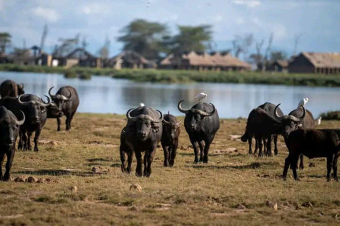 Nairobi: 3-Day honeymoon safari to Amboseli National Park Overnight Private to Amboseli National Park