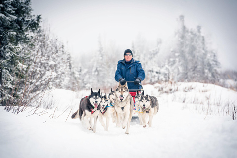 Fairbanks, AK: Excursión de día completo &quot;Conduce tu propio equipo de perros&quot;.