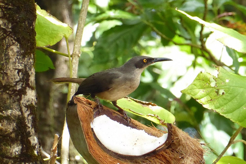 St. Lucia: Bird Watching and Nature Hike