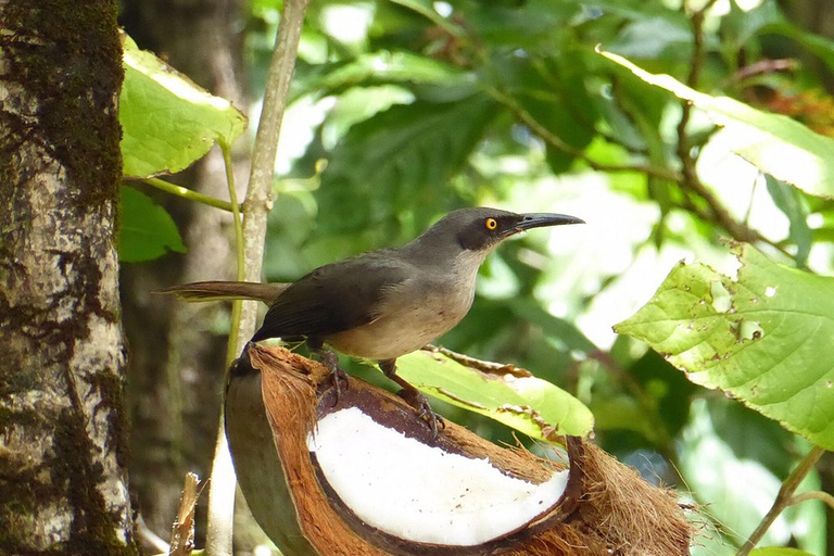 St. Lucia: Bird Watching and Nature Hike