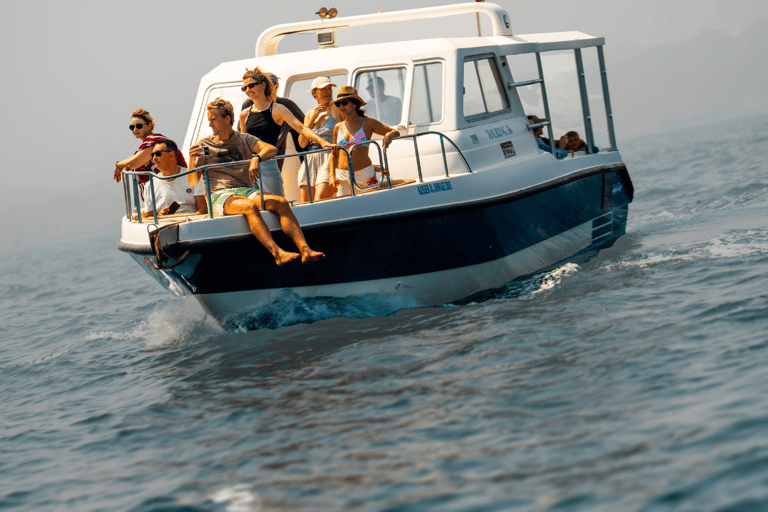 Dolfijnen kijken en snorkelen in Muscat