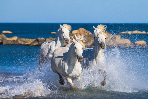 Saintes-Maries-de-la-Mer: Camargue Horseback Ride 2 Hour Ride