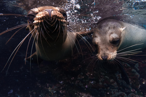 Floreana: Discover the First Inhabited Galapagos Island