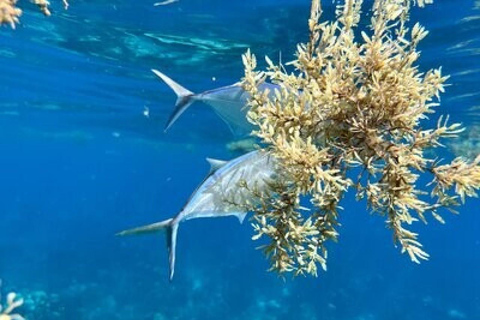 La Romana: Catalina Island for Mein Schiff Cruise Passengers