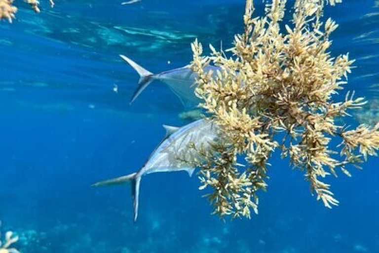 La Romana: Catalina Island for Mein Schiff Cruise Passengers