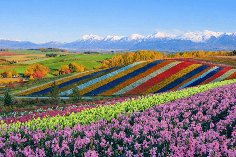 Hokkaido Summer: Furano Flower Fields & Blue Pond Photo Tour Summer Hokkaido: Colorful Flower Fields, Blue Pools, Alpaca