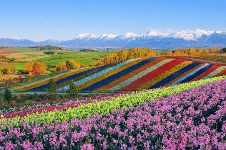 Hokkaido Summer: Furano Flower Fields & Blue Pond Photo Tour Summer Hokkaido: Colorful Flower Fields, Blue Pools, Alpaca