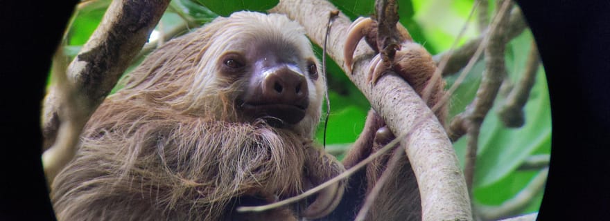Cahuita : randonnée et observation de la faune