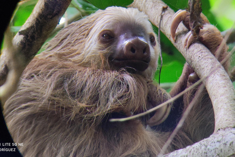 Cahuita: Hiking and wildlife watching tour