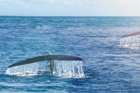 Excursion d'une journée sur la route des baleines