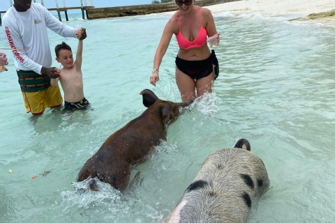 Safari de cerdos nadadores 2h
