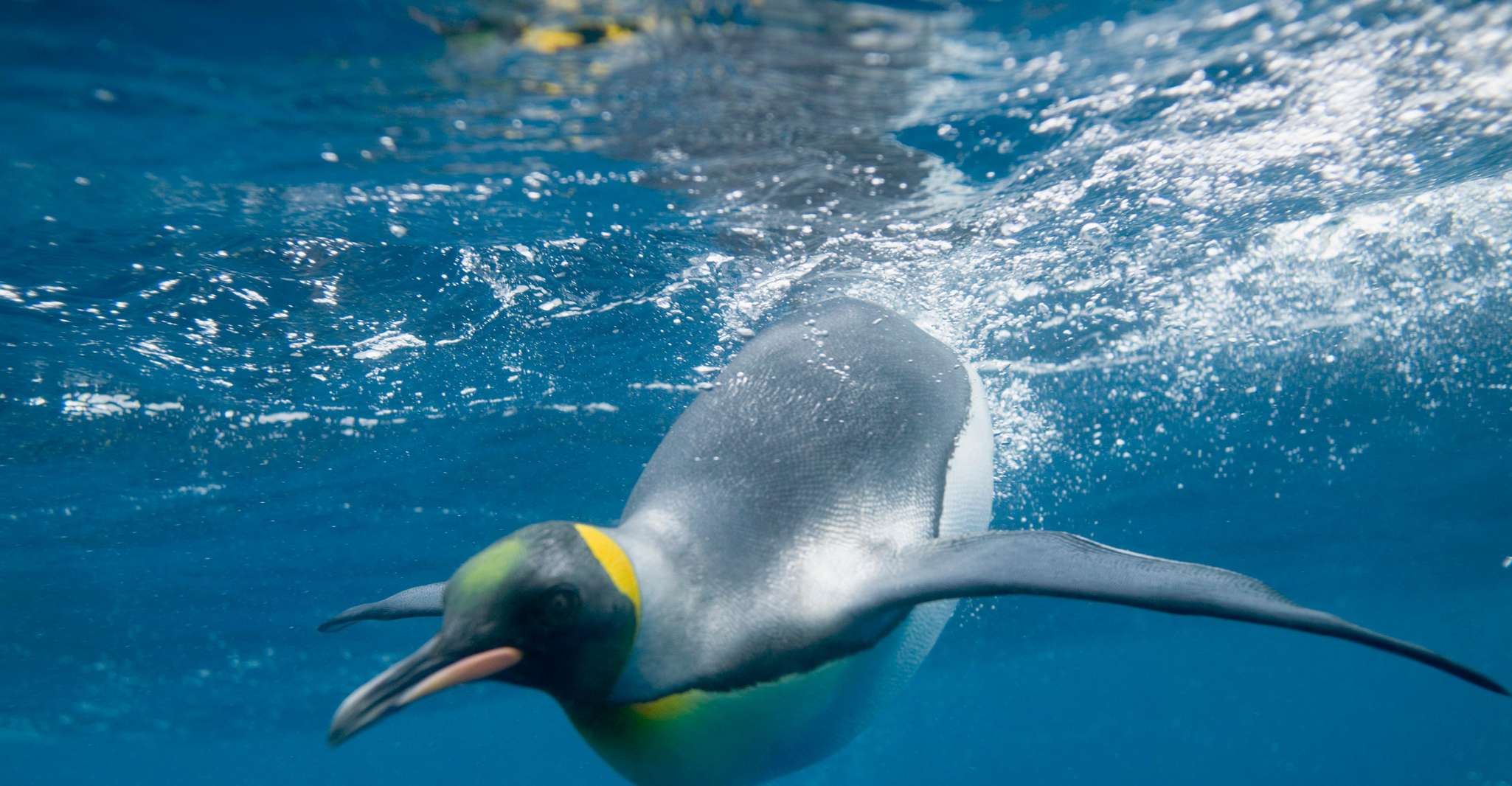 Melbourne: SEA LIFE Aquarium Entrance Ticket photo 9