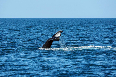 Mafia Island: Humpback Whale Watching Tour