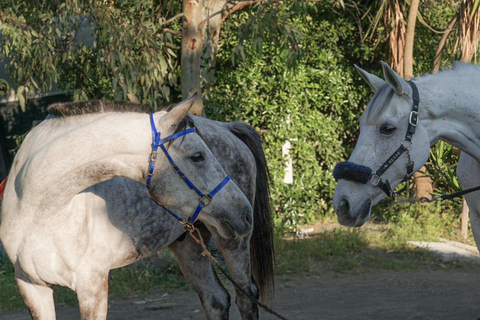 BBQ italien et randonnée à cheval sur le mont Vésuve de nuitPompéi : Randonnée nocturne à cheval sur le mont Vésuve et barbecue italien