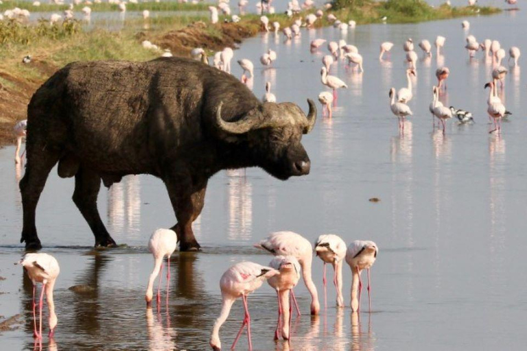 Overnight tour to Lake Bogoria and Lake Nakuru National park