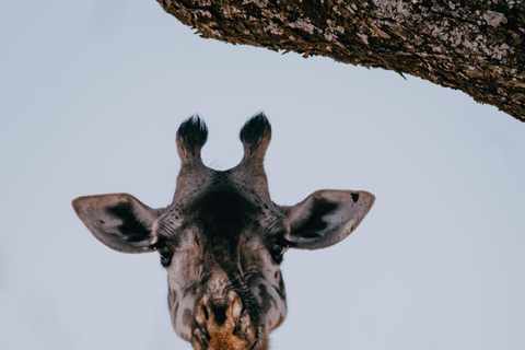 Day trip to Tarangire National Park