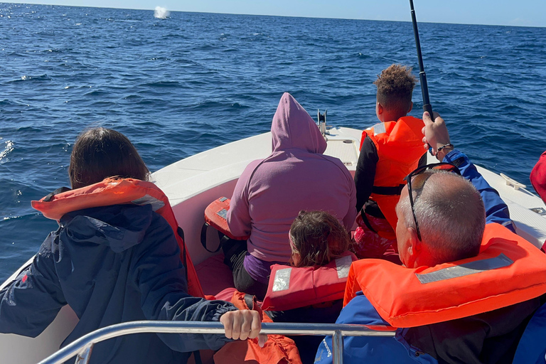 Maputo: Whale Watching, Day Trip