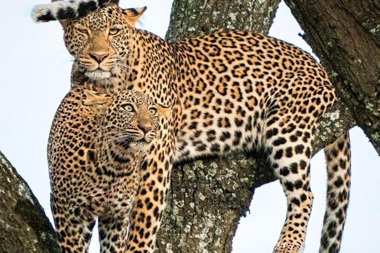 Jaipur: Safári de leopardo em Jhalana tour particular