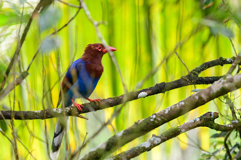 From Colombo: Sinharaja Rainforest Nature Adventure