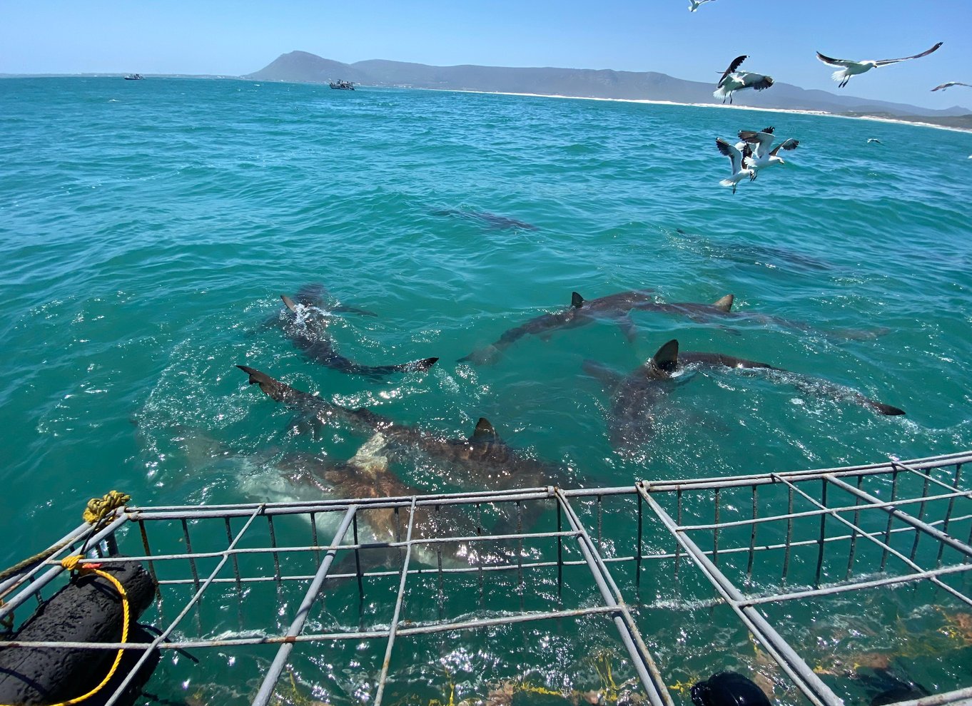 Fra Hermanus eller Cape Town: Oplevelse med hajbur-dykning